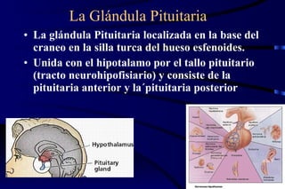 La Glándula Pituitaria La glándula Pituitaria localizada en la base del craneo en la silla turca del hueso esfenoides.  Unida con el hipotalamo por el tallo pituitario (tracto neurohipofisiario) y consiste de la pituitaria anterior y la´pituitaria posterior 