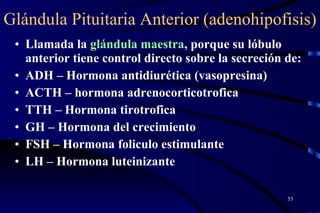 Glándula Pituitaria Anterior (adenohipofisis) Llamada la  glándula maestra , porque su lóbulo anterior tiene control directo sobre la secreción de:  ADH – Hormona antidiurética (vasopresina)  ACTH – hormona adrenocorticotrofica  TTH – Hormona tirotrofica  GH – Hormona del crecimiento  FSH – Hormona foliculo estimulante  LH – Hormona luteinizante 