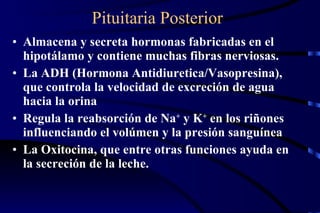 Pituitaria Posterior Almacena y secreta hormonas fabricadas en el hipotálamo y contiene muchas fibras nerviosas.  La ADH (Hormona Antidiuretica/Vasopresina), que controla la velocidad de excreción de agua hacia la orina Regula la reabsorción de Na +  y K +  en los riñones  influenciando el volúmen y la presión sanguínea  La Oxitocina, que entre otras funciones ayuda en la secreción de la leche. 