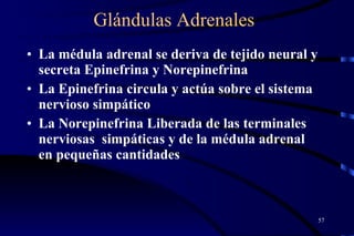 Glándulas Adrenales La médula adrenal se deriva de tejido neural y secreta Epinefrina y Norepinefrina La Epinefrina circula y actúa sobre el sistema nervioso simpático  La Norepinefrina Liberada de las terminales nerviosas  simpáticas y de la médula adrenal en pequeñas cantidades 