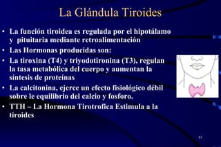 La Glándula Tiroides La función tiroidea es regulada por el hipotálamo y  pituitaria mediante retroalimentación Las Hormonas producidas son:  La tiroxina (T4) y triyodotironina (T3), regulan la tasa metabólica del cuerpo y aumentan la síntesis de proteínas  La calcitonina, ejerce un efecto fisiológico débil sobre le equilibrio del calcio y fosforo. TTH – La Hormona Tirotrofica Estimula a la tiroides 