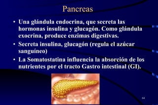 Pancreas Una glándula endocrina, que secreta las hormonas insulina y glucagón. Como glándula exocrina, produce enzimas digestivas.  Secreta insulina, glucagón (regula el azúcar sanguíneo)  La Somatostatina influencia la absorción de los nutrientes por el tracto Gastro intestinal (GI). 