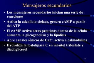 Mensajeros secundarios Los mensajeros secundarios inician una serie de reacciones  Activa la adenilato ciclaza, genera cAMP a partir del ATP  El cAMP activa otras proteinas dentro de la célula aumenta la glicogenolisis y la lipolisis  Abre canales iónicos de Ca2 + , activa a calmodulina  Hydroliza la fosfolipasa C en inositol trifosfate y diacilglicerol  