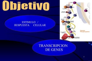 TRANSCRIPCION  DE GENES ESTIMULO  / RESPUESTA  CELULAR Objetivo 