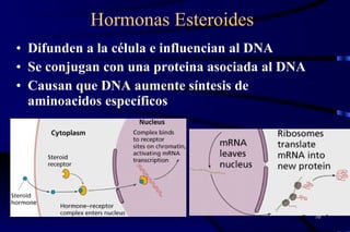Hormonas Esteroides Difunden a la célula e influencian al DNA  Se conjugan con una proteina asociada al DNA  Causan que DNA aumente síntesis de aminoacidos específicos 