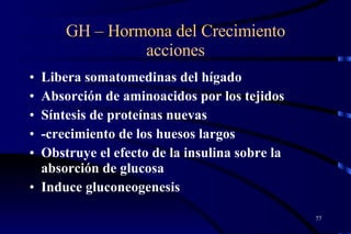 GH – Hormona del Crecimiento acciones Libera somatomedinas del hígado  Absorción de aminoacidos por los tejidos  Síntesis de proteínas nuevas  -crecimiento de los huesos largos Obstruye el efecto de la insulina sobre la absorción de glucosa  Induce gluconeogenesis   