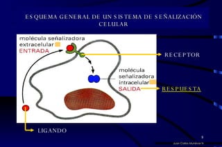 RESPUESTA RECEPTOR LIGANDO ESQUEMA GENERAL DE UN SISTEMA DE SEÑALIZACIÓN CELULAR Juan Carlos Munévar N 