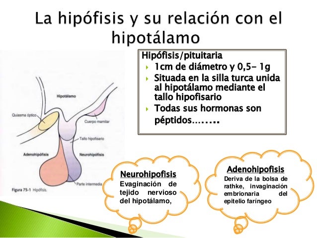 ENDOCRINO HIPOFISIS Y SUS HORMONAS