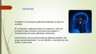 A hipófise é uma pequena glândula localizada na base do
encéfalo.
É considerada a glândula mestra do organismo, pois sua
principal função é produzir hormônios que regulam o
funcionamento de outras glândulas endócrinas.
Anteriormente, ela era denominada de glândula pituitária. Ela
possui aproximadamente 1 cm de diâmetro, o tamanho de uma
ervilha, e pesa entre
HIPÓFISE
 