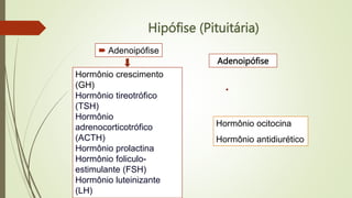 Hipófise (Pituitária)
 Adenoipófise
Adenoipófise
Hormônio crescimento
(GH)
Hormônio tireotrófico
(TSH)
Hormônio
adrenocorticotrófico
(ACTH)
Hormônio prolactina
Hormônio foliculo-
estimulante (FSH)
Hormônio luteinizante
(LH)
Hormônio ocitocina
Hormônio antidiurético
 