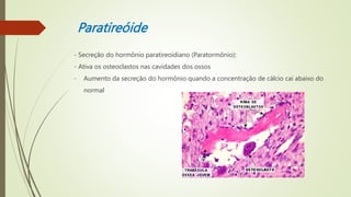 Paratireóide
- Secreção do hormônio paratireoidiano (Paratormônio):
- Ativa os osteoclastos nas cavidades dos ossos
- Aumento da secreção do hormônio quando a concentração de cálcio cai abaixo do
normal
 
