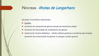 Pâncreas- Ilhotas de Langerhans
Secreção 2 hormônios importantes:
 Insulina
 Aumento do transporte de glicose através da membrana celular
 Aumento da intensidade do metabolismo da glicose
 Ausência de insulina (diabetes) – células utilizam gorduras e proteínas para energia
(aumento da concentração de glicose no sangue e ácidos graxos)
 