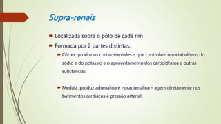 Supra-renais
 Localizada sobre o pólo de cada rim
 Formada por 2 partes distintas:
 Córtex: produz os corticosteróides – que controlam o metabolismo do
sódio e do potássio e o aproveitamento dos carboidratos e outras
substancias
 Medula: produz adrenalina e noradrenalina – agem diretamente nos
batimentos cardíacos e pressão arterial.
 