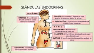 GLÂNDULAS ENDÓCRINAS
HIPOTÁLAMO
TIREÓIDE: (3 hormônios): Situada na parte
anterior do pescoço, abaixo da laringe
 PARATIREÓIDE: (1 hormônio): Situada atrás da
tireóide (muito pequena)
T I M O
SUPRARENAIS: (4 hormônios):
Situada acima de cada rim
PÂNCREAS: (2 hormônios): Localizado atrás e por
baixo do estômago
OVÁRIOS: (2 hormônios): Cavidade pélvica, ao lado do
útero
TESTÍCULOS: (1 hormônio):
Situados na bolsa escrotal
HIPÓFISE: (6 hormônios):
Situada cavidade óssea,
abaixo do hipotálamo
 