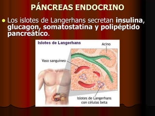 PÁNCREAS ENDOCRINO
 Los islotes de Langerhans secretan insulina,
glucagon, somatostatina y polipéptido
pancreático.
 