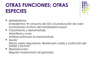 OTRAS FUNCIONES; OTRAS
ESPECIES
 Metabolismo:
Endodermos  consumo de O2 y la producción de calor
Incrementan el ritmo del metabolismo basal
 Crecimiento y Metamorfosis:
Mamíferos y aves
Anfibios estimulan la metamorfosis
 Muda:
Efecto sobre tegumento estimulan caída y sustitución del
pelaje y plumas
 Reproducción:
Regulan maduración de gónadas
 