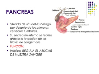 PANCREAS
• Situada detrás del estómago,
por delante de las primeras
vértebras lumbares.
• Su secreción interna se realiza
gracias a la acción de los
Islotes de Langerhans
• FUNCIÓN:
• Insulina REGULA EL AZÚCAR
DE NUESTRA SANGRE
 