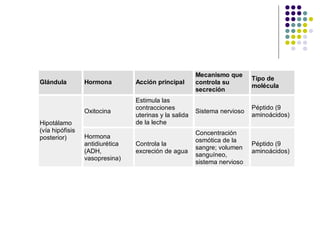 Glándula Hormona Acción principal
Mecanismo que
controla su
secreción
Tipo de
molécula
Oxitocina
Estimula las
contracciones
uterinas y la salida
de la leche
Sistema nervioso
Péptido (9
aminoácidos)
Hipotálamo
(vía hipófisis
posterior) Hormona
antidiurética
(ADH,
vasopresina)
Controla la
excreción de agua
Concentración
osmótica de la
sangre; volumen
sanguíneo,
sistema nervioso
Péptido (9
aminoácidos)
 