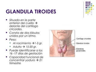 GLANDULA TIROIDES
 Situada en la parte
anterior del cuello 
delante del cartílago
cricoides.
 Consta de dos lóbulos
unidos por un istmo.
 Peso:
 Al nacimiento 1-3 gr.
 Adulto  15-20 gr.
 Puede identificarse a los
16 -17 días de gestación
 Capacidad funcional de
concentrar yoduro  21
trimestre
 