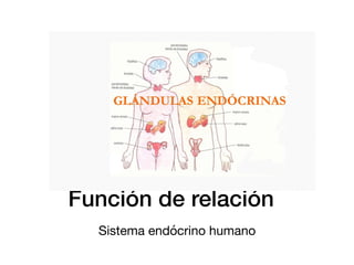 Función de relación
Sistema endócrino humano
 