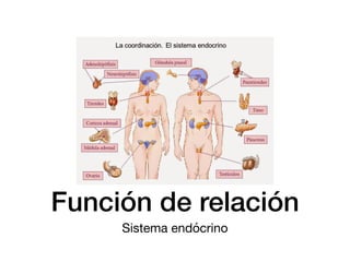 Función de relación
Sistema endócrino
 