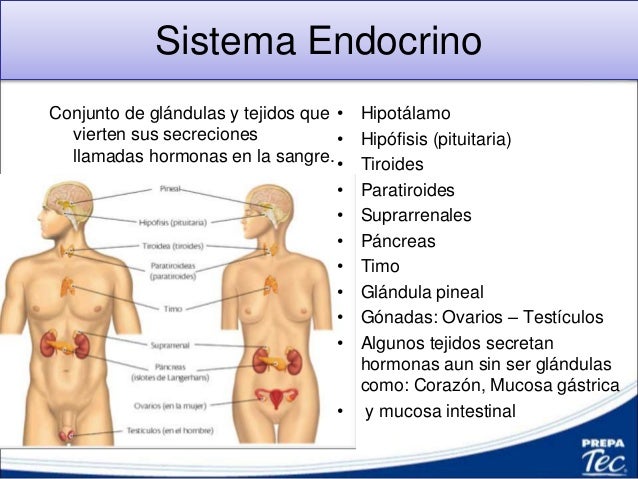 Sistema Endocrino