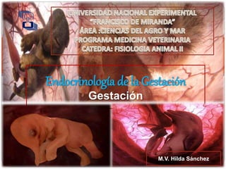 Endocrinología de la Gestación 
Gestación 
M.V. Hilda Sánchez 
 