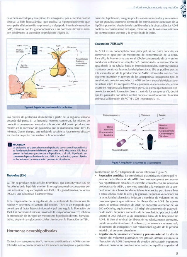 Endocrinología metabolismo & nutrición cto 8
