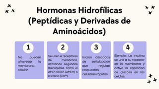 No pueden
atravesar la
membrana
celular.
Se unen a receptores
de membrana,
activando segundos
mensajeros como el
AMP cíclico (AMPc) o
el calcio (Ca²⁺).
Inician cascadas
de señalización
que regulan
respuestas
celulares rápidas.
Ejemplo: La insulina
se une a su receptor
en la membrana y
activa la captación
de glucosa en las
células.
Hormonas Hidrofílicas
(Peptídicas y Derivadas de
Aminoácidos)
2
1 3 4
 