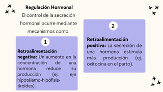 Retroalimentación
positiva: La secreción de
una hormona estimula
más producción (ej.
oxitocina en el parto).
Retroalimentación
negativa: Un aumento en la
concentración de una
hormona reduce su
producción (ej. eje
hipotálamo-hipófisis-
tiroides).
2
Regulación Hormonal
El control de la secreción
hormonal ocurre mediante
mecanismos como:
1
 
