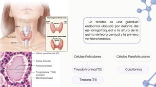 La tiroides es una glándula
endocrina ubicada por delante del
eje laringotraqueal a la altura de la
quinta vértebra cervical y la primera
vertebra torácica.
Células Foliculares Células Parafoliculares
Triyodotironina (T3)
Tiroxina (T4)
Calcitonina
 