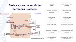 Síntesis y secreción de las
hormonas tiroideas
Ingesta de
yoduro
Absorción en el tubo
digestivo
Atrapamiento de
yoduro
Liberación del yoduro
al coloide
Oxidación del
yoduro
Formación de la
tiroglobulina
Yodación de la tirosina
Unión de T1y T2
Pinocitosis y digestión
del coloide
Almacenamiento de la
tiroglobulina
Liberación de tiroxina y
triyodotironina
Transporte en la
sangre
 