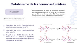 Desyodación
Aproximadamente el 93% de hormonas tiroideas
secretadas se encuentran en forma de T4, mientras
que el 7% es la forma activa T3. Para volverse
biológicamente activa, la T4 debe convertirse en T3.
Metabolismo de las hormonas tiroideas
Eliminación de un átomo de yodo.
Desyodasa tipo 1 (D1): Desyoda tanto el
anillo interno como el externo de T4.
Desyodasa tipo 2 (D2): Desyoda el anillo
externo de T4.
Desyodasa tipo 3 (D3): Desyoda el anillo
interno de T4 y T3 . Además, es importante
durante el desarrollo embrionario al regular
los niveles de TH en el feto.
 
