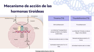 Tiroxina (T4) Triyodotironina (T3)
93% de liberación 7% de liberación
La mitad de T4 presente en
sangre se libera a los tejidos
cada 6 días
La mitad de T3 tarda un día en
llegar a las células
Periodo de latencia de 2 a 3 días
Periodo de latencia de 6 a 12
horas
Actividad máxima de 10 a 12
días
Actividad máxima de 2 a 3 días
Mecanismo de acción de las
hormonas tiroideas
 