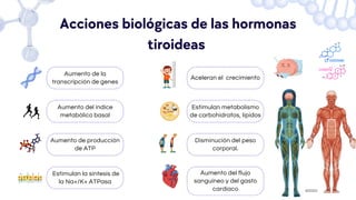 Aumento de la
transcripción de genes
Aumento del índice
metabólico basal
Aumento de producción
de ATP
Estimulan la síntesis de
la Na+/K+ ATPasa
Aceleran el crecimiento
Estimulan metabolismo
de carbohidratos, lípidos
Disminución del peso
corporal.
Aumento del flujo
sanguíneo y del gasto
cardíaco
Acciones biológicas de las hormonas
tiroideas
 