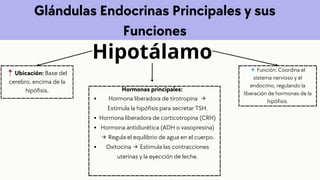 Hipotálamo
Glándulas Endocrinas Principales y sus
Funciones
📍Ubicación: Base del
cerebro, encima de la
hipófisis.
🔹Función: Coordina el
sistema nervioso y el
endocrino, regulando la
liberación de hormonas de la
hipófisis.
Hormonas principales:
Hormona liberadora de tirotropina →
Estimula la hipófisis para secretar TSH.
Hormona liberadora de corticotropina (CRH)
Hormona antidiurética (ADH o vasopresina)
→ Regula el equilibrio de agua en el cuerpo.
Oxitocina → Estimula las contracciones
uterinas y la eyección de leche.
 