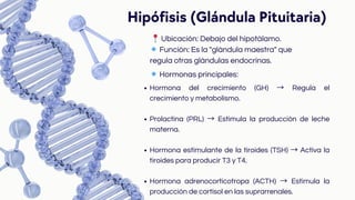 Hipófisis (Glándula Pituitaria)
📍Ubicación: Debajo del hipotálamo.
🔹Función: Es la "glándula maestra" que
regula otras glándulas endocrinas.
🔹Hormonas principales:
Hormona del crecimiento (GH) → Regula el
crecimiento y metabolismo.
Prolactina (PRL) → Estimula la producción de leche
materna.
Hormona estimulante de la tiroides (TSH) → Activa la
tiroides para producir T3 y T4.
Hormona adrenocorticotropa (ACTH) → Estimula la
producción de cortisol en las suprarrenales.
 