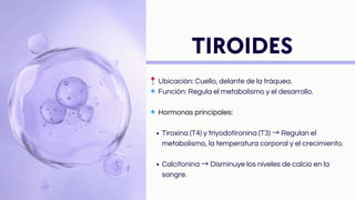 📍Ubicación: Cuello, delante de la tráquea.
🔹Función: Regula el metabolismo y el desarrollo.
🔹Hormonas principales:
Tiroxina (T4) y triyodotironina (T3) → Regulan el
metabolismo, la temperatura corporal y el crecimiento.
Calcitonina → Disminuye los niveles de calcio en la
sangre.
TIROIDES
 