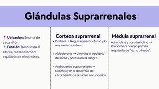 Glándulas Suprarrenales
📍Ubicación: Encima de
cada riñón.
🔹Función: Respuesta al
estrés, metabolismo y
equilibrio de electrolitos.
Corteza suprarrenal
Cortisol → Regula el metabolismo y la
respuesta al estrés.
Aldosterona → Controla el equilibrio
de sodio y potasio en la sangre.
Andrógenos suprarrenales →
Contribuyen al desarrollo de
características sexuales secundarias.
Médula suprarrenal
Adrenalina y noradrenalina →
Preparan al cuerpo para la
respuesta de "lucha o huida".
 
