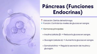 📍Ubicación: Detrás del estómago.
🔹Función: Controla los niveles de glucosa en sangre.
🔹Hormonas principales:
Insulina (células β) → Reduce la glucosa en sangre.
Glucagón (células α) → Aumenta la glucosa en sangre.
Somatostatina → Regula la secreción de insulina y
glucagón.
Páncreas (Funciones
Endocrinas)
 