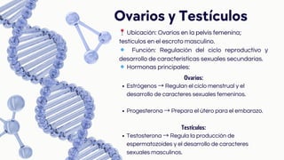 Ovarios y Testículos
📍Ubicación: Ovarios en la pelvis femenina;
testículos en el escroto masculino.
🔹 Función: Regulación del ciclo reproductivo y
desarrollo de características sexuales secundarias.
🔹Hormonas principales:
Ovarios:
Estrógenos → Regulan el ciclo menstrual y el
desarrollo de caracteres sexuales femeninos.
Progesterona → Prepara el útero para el embarazo.
Testículos:
Testosterona → Regula la producción de
espermatozoides y el desarrollo de caracteres
sexuales masculinos.
 