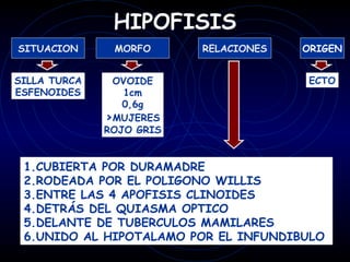 HIPOFISIS
SITUACION      MORFO      RELACIONES   ORIGEN


SILLA TURCA    OVOIDE                   ECTO
ESFENOIDES       1cm
                 0,6g
              >MUJERES
              ROJO GRIS


 1.CUBIERTA POR DURAMADRE
 2.RODEADA POR EL POLIGONO WILLIS
 3.ENTRE LAS 4 APOFISIS CLINOIDES
 4.DETRÁS DEL QUIASMA OPTICO
 5.DELANTE DE TUBERCULOS MAMILARES
 6.UNIDO AL HIPOTALAMO POR EL INFUNDIBULO
 