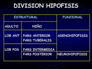 DIVISION HIPOFISIS
    ESTRUCTURAL              FUNCIONAL

ADULTO        NIÑO

LOB ANT   PARS ANTERIOR    ADENOHIPOFISIS
          PARS TUBERALIS

LOB POS   PARS INTERMEDIA
          PARS POSTERIOR  NEUROHIPOFISIS
 