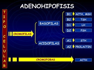 ADENOHIPOFISIS
T
                               B1   ACTH, MSH
I
                               B2     TSH
P                 BASOFILAS    D1      LH
O
                               D2     FSH
    CROMOFILAS
C
E                              A1     STH
                  ACIDOFILAS
L                              A2   PROLACTIN
U
L
                 CROMOFOBAS           ACTH
A
R
 