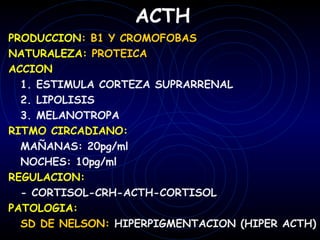 ACTH
PRODUCCION: B1 Y CROMOFOBAS
NATURALEZA: PROTEICA
ACCION
  1. ESTIMULA CORTEZA SUPRARRENAL
  2. LIPOLISIS
  3. MELANOTROPA
RITMO CIRCADIANO:
  MAÑANAS: 20pg/ml
  NOCHES: 10pg/ml
REGULACION:
  - CORTISOL-CRH-ACTH-CORTISOL
PATOLOGIA:
  SD DE NELSON: HIPERPIGMENTACION (HIPER ACTH)
 