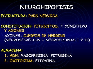 NEUROHIPOFISIS
ESTRUCTURA: PARS NERVOSA

CONSTITUCION: PITUICITOS, T CONECTIVO
 Y AXONES
 AXONES: CUERPOS DE HERRING
 (NEUROSECRECION + NEUROFISINAS I Y II)

ALMACENA:
 1. ADH: VASOPRESINA, PITRESINA
 2. OXITOCINA: PITOSINA
 