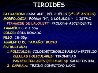 TIROIDES
SITUACION: CARA ANT. DEL CUELLO (2º-3º ANILLO)
MORFOLOGIA: FORMA “H”, 2 LOBULOS + 1 ISTMO
  PIRAMIDE DE LALOUETT: PROLONG ASCENDENTE
TAMAÑO: 8 x 3.5cm
COLOR: GRIS ROSADO
PESO: 18-35g
AUMENTO DE TAMAÑO: BOCIO
ESTRUCTURA:
  1.FOLICULOS: COLOIDE(TIROGLOBULINA)+EPITELIO
      CELULAS FOLICULARES: TIRONINAS
      PARAFOLICULARES (CELULAS C): CALCITONINA
  2. CAPSULA: TEJIDO CONECTIVO LAXO
 