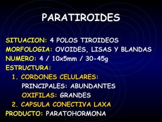 PARATIROIDES

SITUACION: 4 POLOS TIROIDEOS
MORFOLOGIA: OVOIDES, LISAS Y BLANDAS
NUMERO: 4 / 10x5mm / 30-45g
ESTRUCTURA:
  1. CORDONES CELULARES:
     PRINCIPALES: ABUNDANTES
     OXIFILAS: GRANDES
  2. CAPSULA CONECTIVA LAXA
PRODUCTO: PARATOHORMONA
 