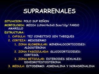 SUPRARRENALES
SITUACION: POLO SUP RIÑON
MORFOLOGIA: MEDIA LUNA/4x3x0.5cm/12g/ PARDO
  AMARILLO
ESTRUCTURA:
  1. CAPSULA: TEJ CONECTIVO SIN TABIQUES
  2. CORTEZA: MESODERMO
      1. ZONA GLOMERULAR: MINERALOCORTICOIDES:
            ALDOSTERONA
      2. ZONA FASCICULADA: GLUCOCORTICOIDES:
            CORTISOL
      3. ZONA RETICULAR: ESTEROIDES SEXUALES:
            DIHIDROTESTOSTERONA
  3. MEDULA: ECTODERMO: ADRENALINA Y NORADRENALINA
 