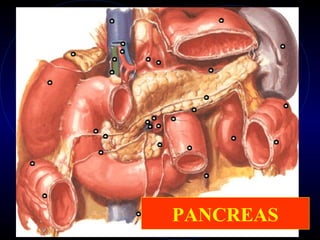PANCREAS
 